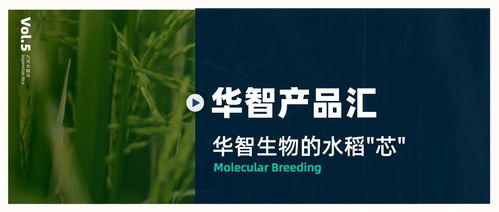 華智產品匯 技術先行，以生物技術驅動水稻育種創新